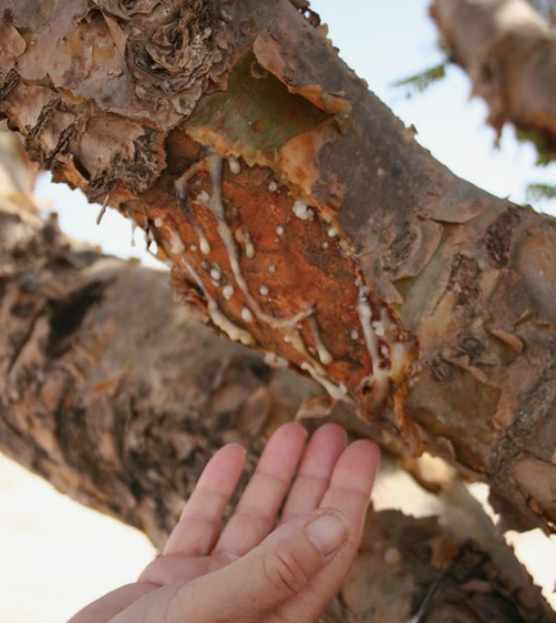 Rose Geranium Skincare Soothe Facial Serum Oil - Sensitive/All Skin Types 1oz